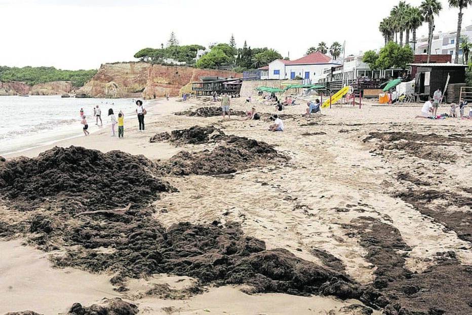 Autarquia de Portimão já removeu várias toneladas de algas asiáticas