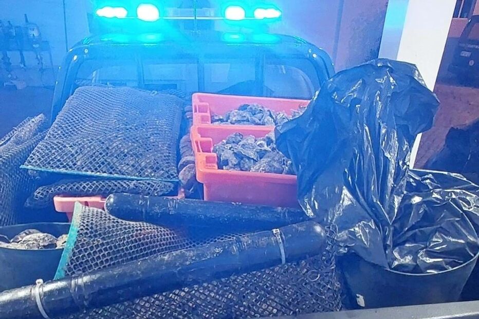 Polícia Marítima recupera 500kg de ostras furtadas de viveiros na ria Formosa em Olhão