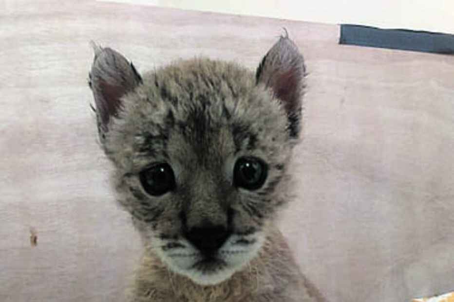 Cria nascida em 2019