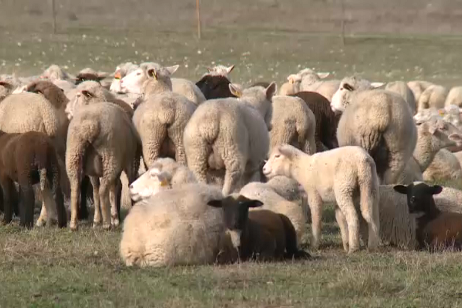 Casos de língua azul.png