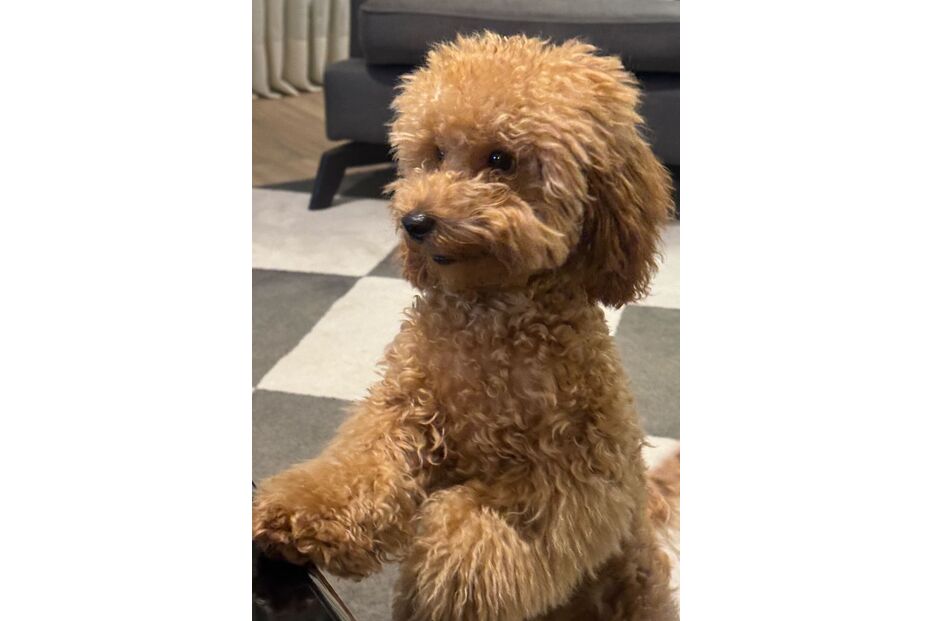 Francisca Cerqueira Gomes e Pierre Gasly no Brasil