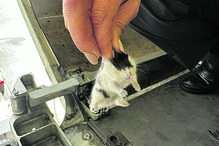 132 hamsters fugiram na terça-feira. Quatro dias depois ainda estavam 16 por capturar