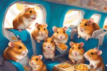 Os hamsters invadiram um avião da TAP e a Internet não perdoou