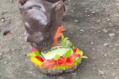 Famoso hipopótamo bebé Moo Deng prevê a vitória de Donald Trump .mp4