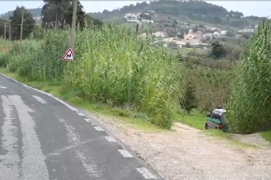Motociclista encontrado morto em terreno nas Caldas da Rainha