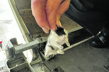 Capturados hamsters que pararam avião da TAP