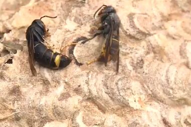 Homem de 59 anos morre após ser picado por vespa asiática em Viana do Castelo