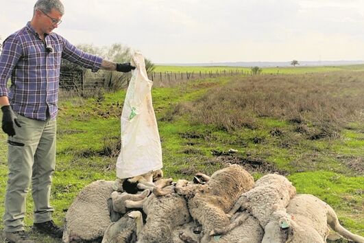 Rúben Dionísio emocionado após perder o seu rebanho
