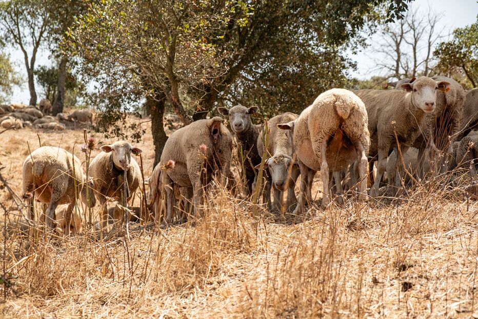 Imagem 47987162.jpg (22940359) (Milenium)