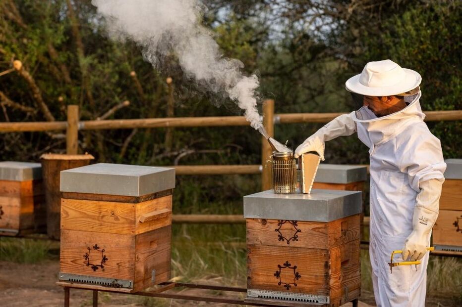 Apicultores temem que a vespa soror provoque uma redução das abelhas, tal como acontece com a praga da vespa-asiática