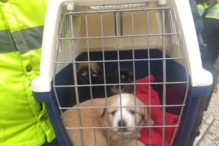 Provedoria aperta cerco a rede de Leste de exploração de animais