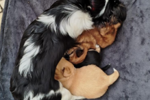 Provedoria aperta cerco a rede de Leste de exploração de animais