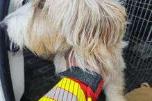 Bombeiros da Guarda salvam cão à deriva em barragem