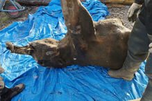 Rússia exibe pequeno mamute com 50 mil anos quase intacto