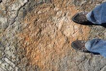 Pegadas de dinossáurios descobertas há 20 anos em Torres Novas tornadas públicas hoje