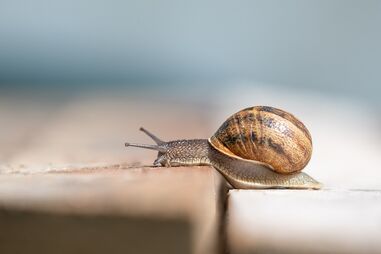 Caracol