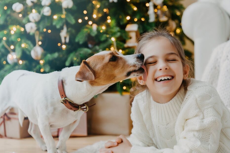 Seis jogos divertidos para celebrar o Natal com os seus patudos