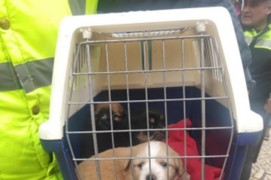 Provedoria aperta cerco a rede de Leste de exploração de animais