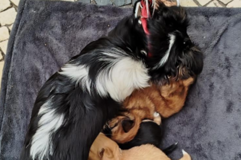 Provedoria aperta cerco a rede de Leste de exploração de animais