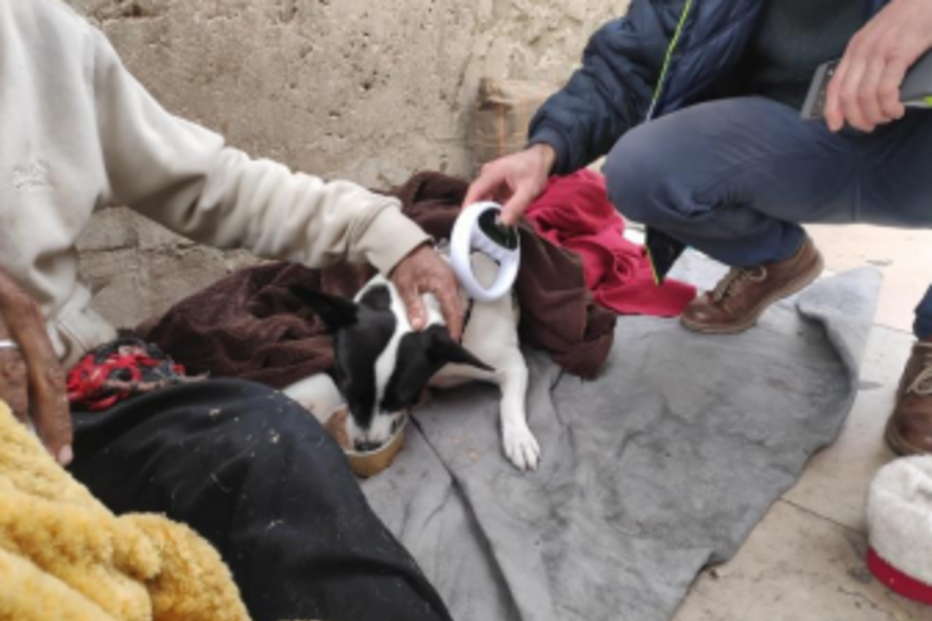 Provedoria aperta cerco a rede de Leste de exploração de animais