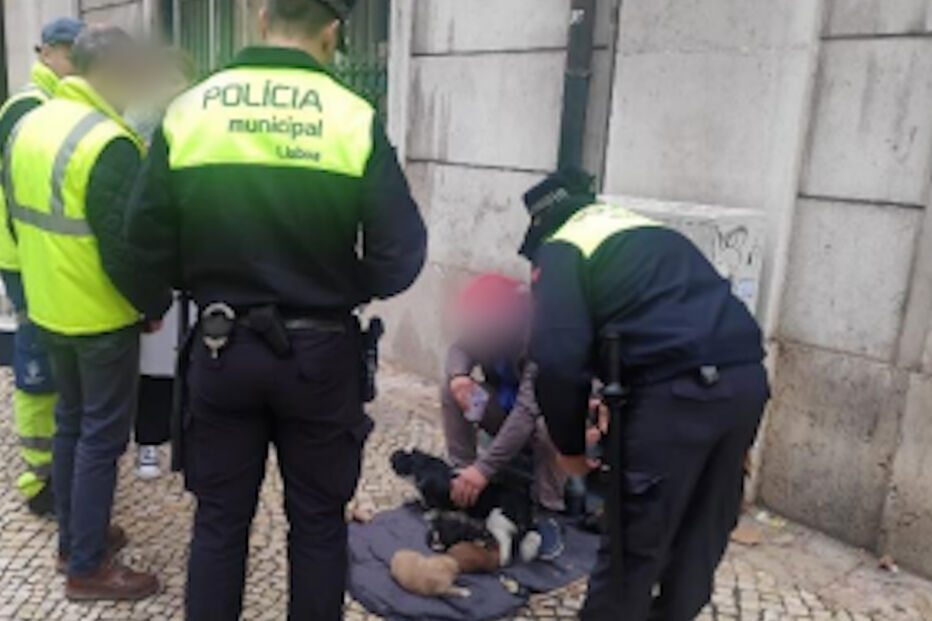Provedoria dos Animais de Lisboa denuncia alegada rede de criação de cães e coelhos para mendicidade