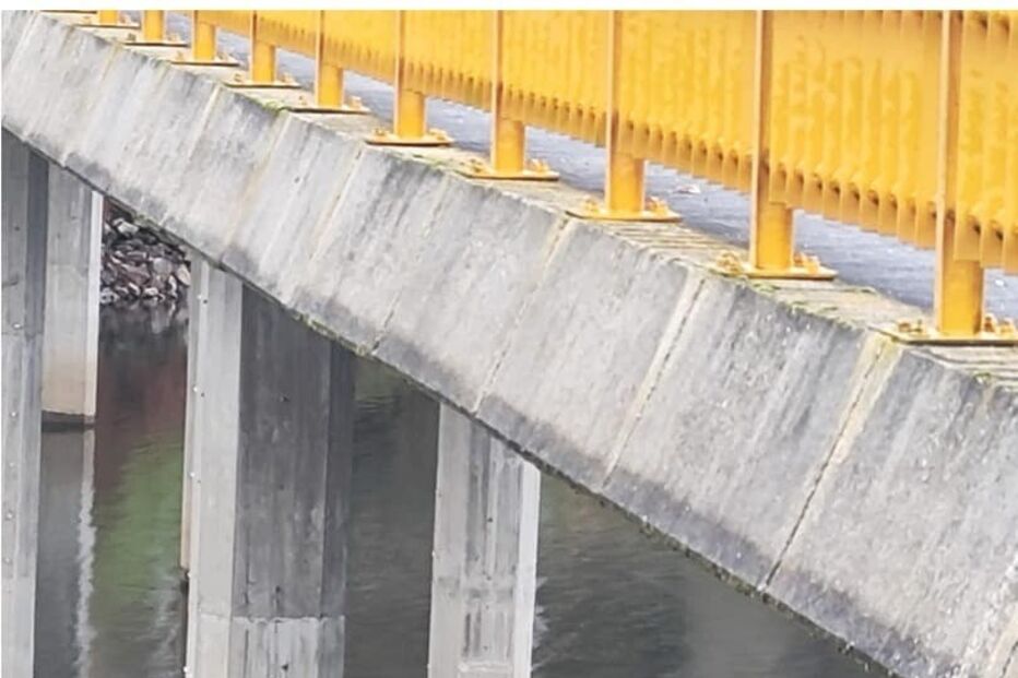 Bombeiros da Guarda salvam cão à deriva em barragem