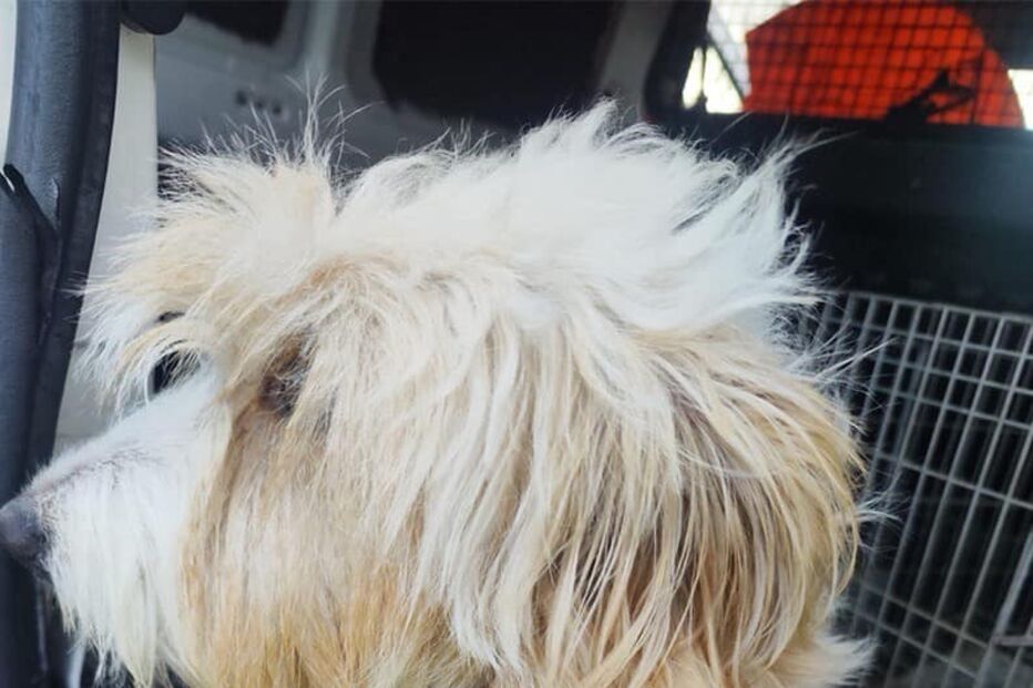 Bombeiros da Guarda salvam cão à deriva em barragem