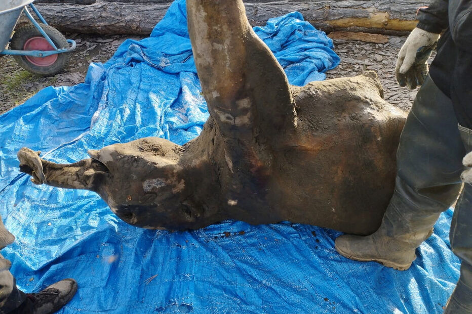 Rússia exibe pequeno mamute com 50 mil anos quase intacto