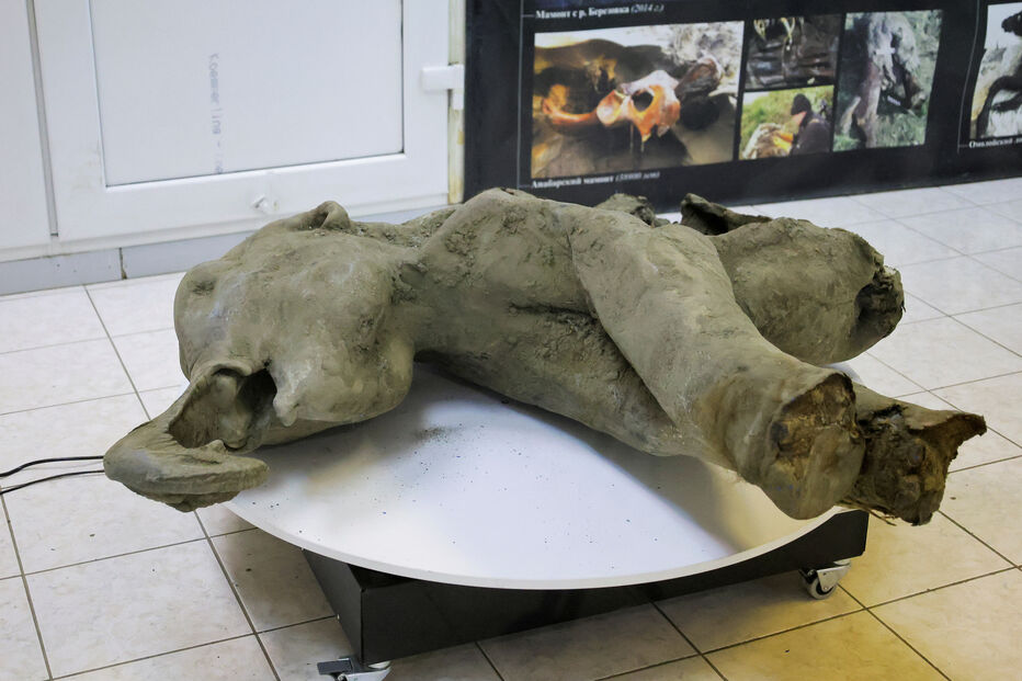 Rússia exibe pequeno mamute com 50 mil anos quase intacto
