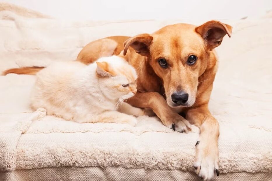 Cão e gato
