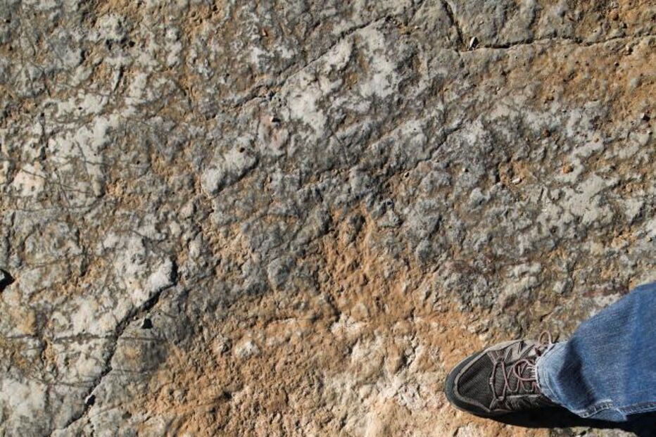 Pegadas de dinossáurios descobertas há 20 anos em Torres Novas tornadas públicas hoje