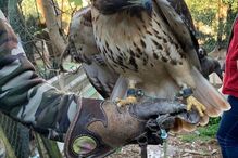 GNR desmantela rede que criava aves protegidas. Recolhidas 14 águias, falcões e corujas