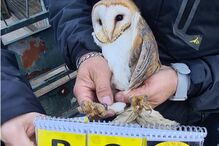 GNR desmantela rede que criava aves protegidas. Recolhidas 14 águias, falcões e corujas