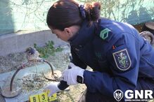 GNR desmantela rede que criava aves protegidas. Recolhidas 14 águias, falcões e corujas