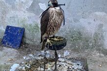 GNR desmantela rede que criava aves protegidas. Recolhidas 14 águias, falcões e corujas