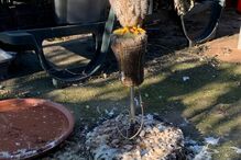 GNR desmantela rede que criava aves protegidas. Recolhidas 14 águias, falcões e corujas