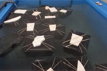 ASAE suspende atividade de três armazéns e apreende 17 toneladas de alimentos no Norte