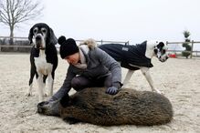 Elodie Cappe, o javali 'Rillette' e os cães na quinta 