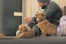 Rede de imigrantes romenos usa animais como chamariz 