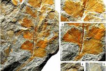 Investigadores descobrem fóssil de planta com 310 milhões de anos em Gondomar
