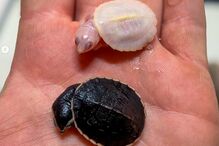 Tartaruga albina do Zoológico no sul de França