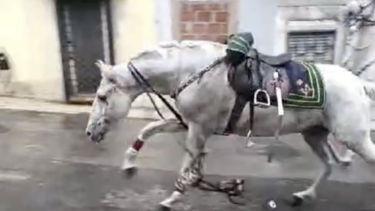 Cavaleiro da GNR cai e vai para o hospital durante cortejo de Eça de Queiroz