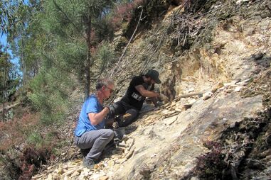 Investigadores descobrem fóssil de planta com 310 milhões de anos em Gondomar