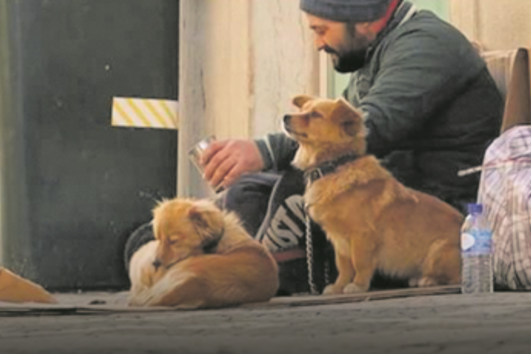 Rede de imigrantes romenos usa animais como chamariz 