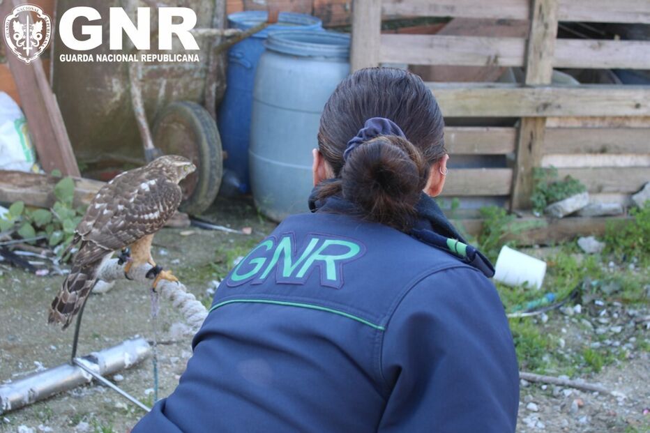 GNR desmantela rede que criava aves protegidas. Recolhidas 14 águias, falcões e corujas