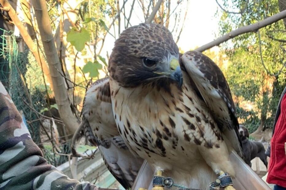 GNR desmantela rede que criava aves protegidas. Recolhidas 14 águias, falcões e corujas