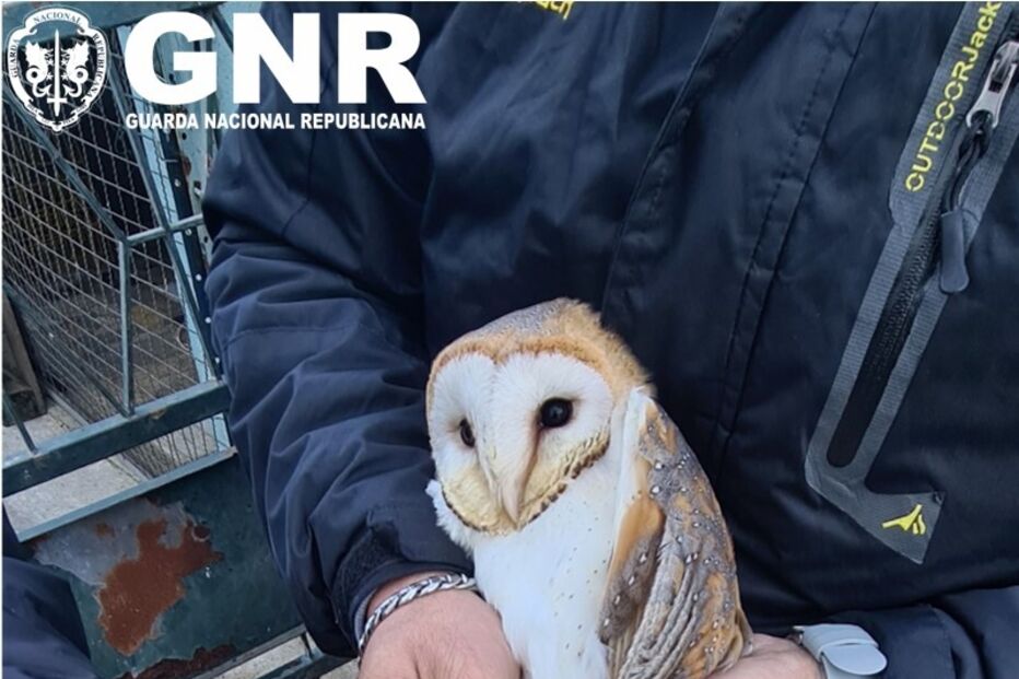 GNR desmantela rede que criava aves protegidas. Recolhidas 14 águias, falcões e corujas