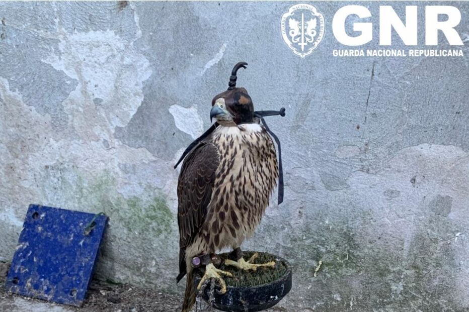 GNR desmantela rede que criava aves protegidas. Recolhidas 14 águias, falcões e corujas