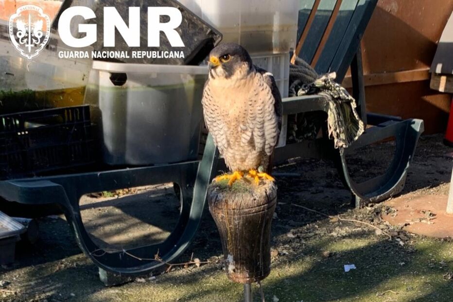 GNR desmantela rede que criava aves protegidas. Recolhidas 14 águias, falcões e corujas