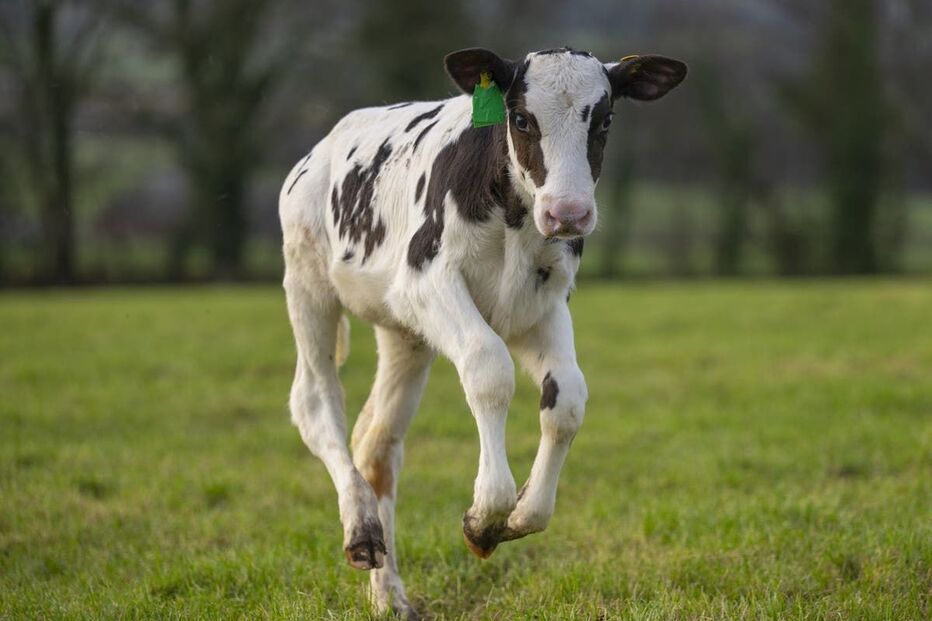 Hilda é a primeira vaca a nascer através de Fertilização in Vitro